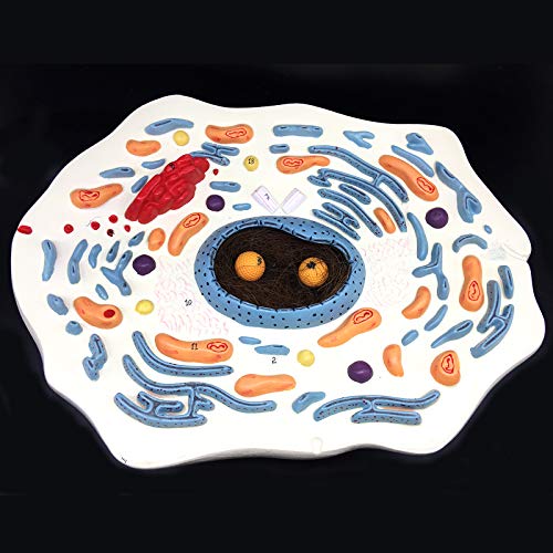 20000X Enlarged Animal Cell Model Anatomically Accurate Cell Model Anatomy for Science Classroom Study Display Teaching Medical Model