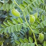 80 piezas semillas de garbanzos - macetas plantas decorativas jardín,Cicer arietinum, regalos de jardín para hombres maceta hierba cama hierbas semillas cama elevada balcón
