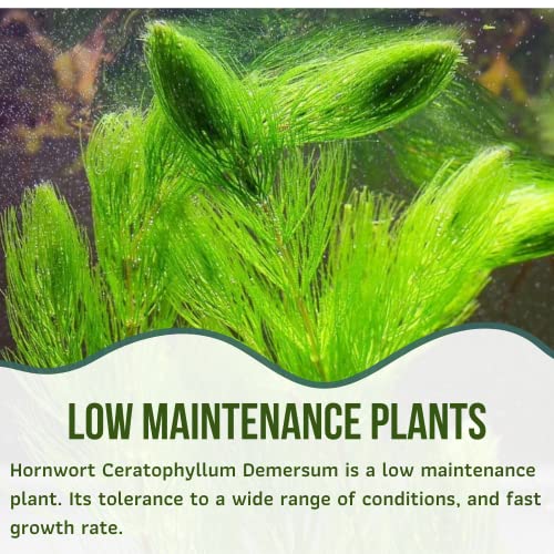 Mainam Hornwort Ceratophyllum Demersum Tropical Freshwater Live Aquarium Plant Decorations thumb #2