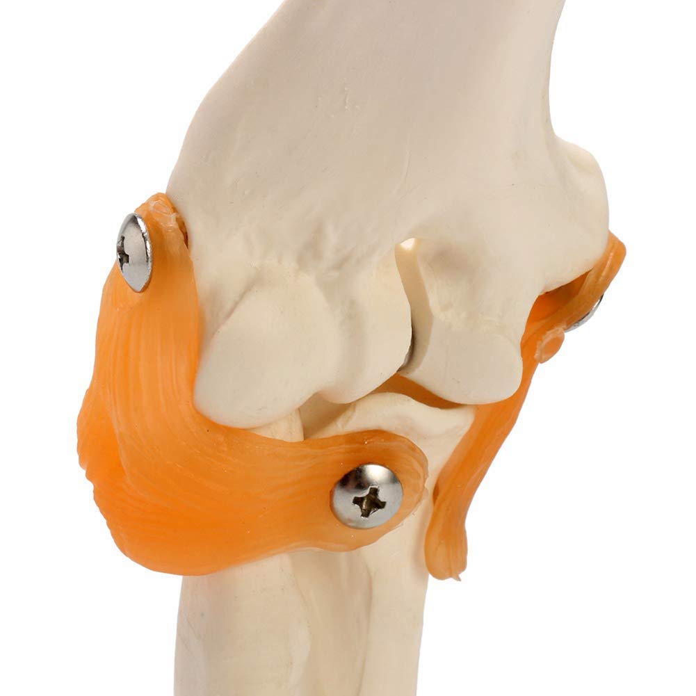 Model anatomiczny ludzki model stawu łokciowego anatomia anatomiczna stawu łokciowego Model medyczny ortopedia medyczne materiały dydaktyczne 12x12x39cm
