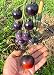 200 SEMILLAS de TOMATES RAROS y RICOS EN NUTRIENTES en 20 Variedades:...