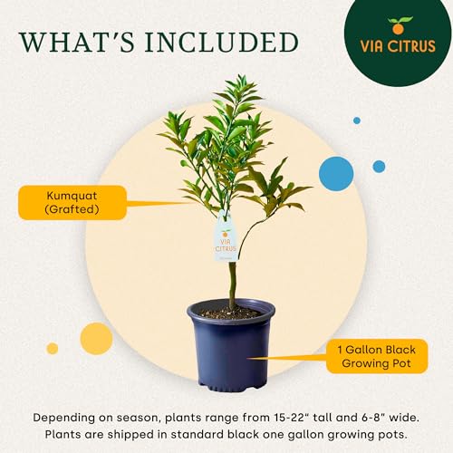 image for Grafted Kumquat Live Tree Plants Outdoor Plant 14-18