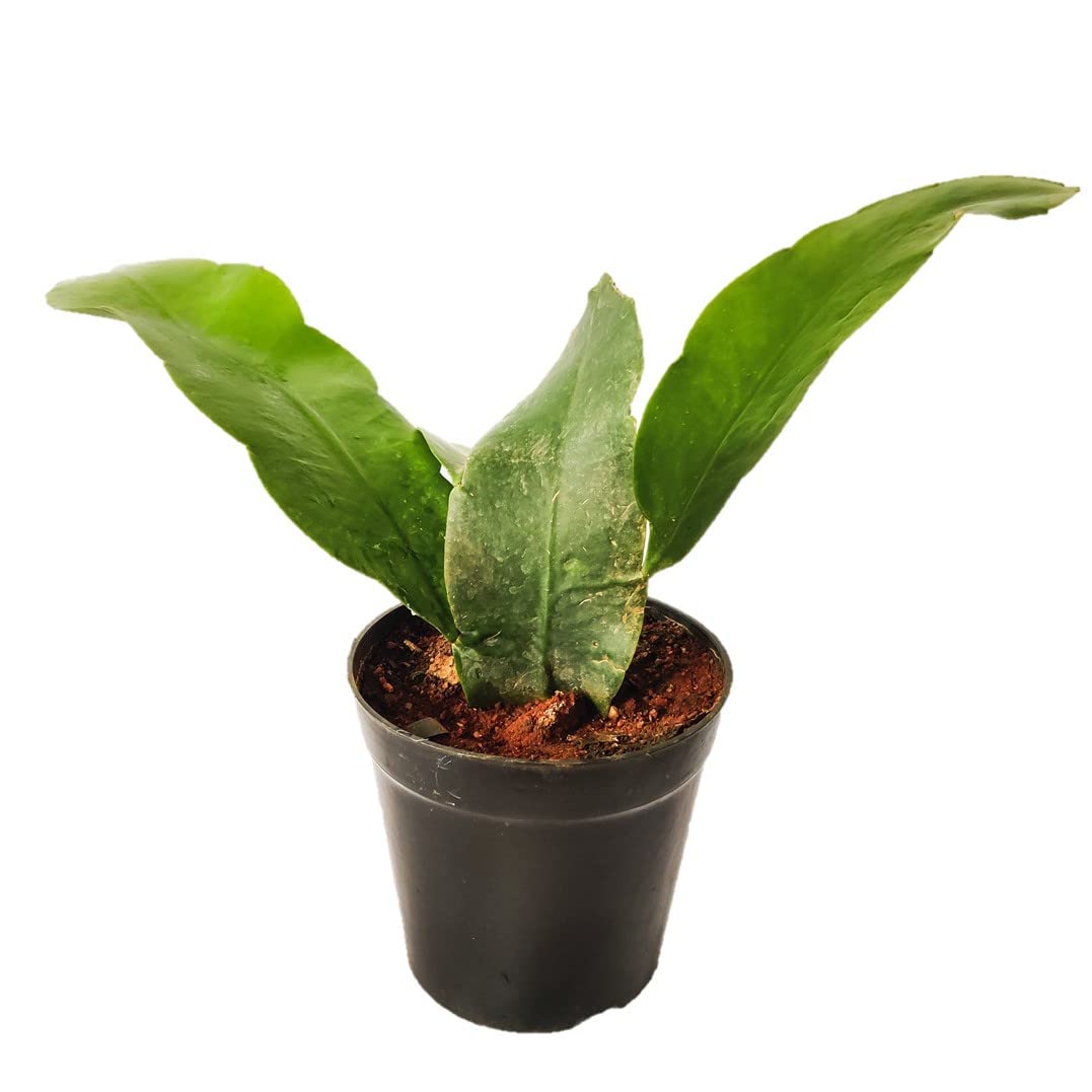 Plantazee Queen of The Night, Raat ki Rani Black Pot, Fully Rooted Plant (B09JK9VB5B) Amazon Price History, Amazon Price Tracker