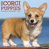Just Corgi Puppies 2019 Wall Calendar (Dog Breed Calendar)
