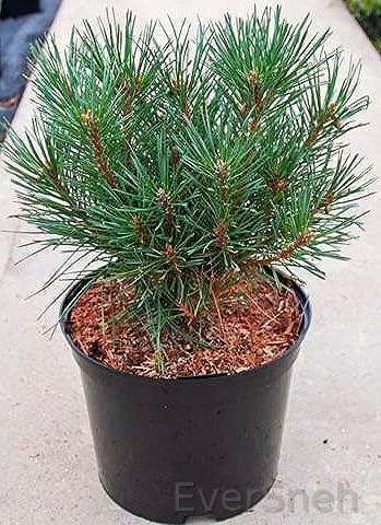 EverSneh Live Bonsai Tree Black Pine Japanese Variety Plant Pack of 2 Healthy Live Plant With Pot (B0B3D4H8WZ) Amazon Price History, Amazon Price Tracker