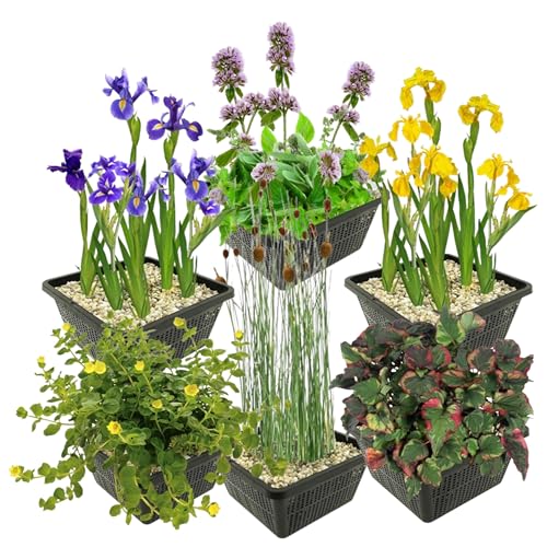 Vdvelde.com Sumpfpflanzen Set L 24 Pflanzen