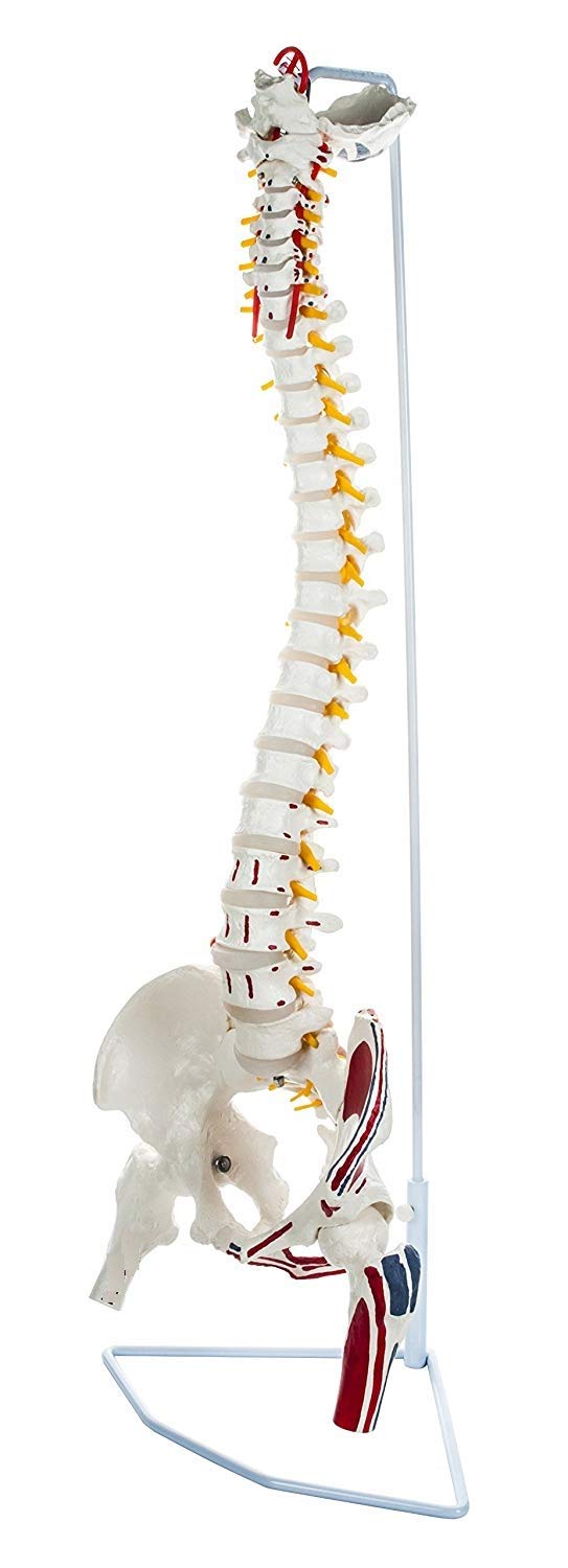 G LAB -india Flexible Spinal Column witrthopedics, Ideal for Doctors, Therapists, Medical Stude