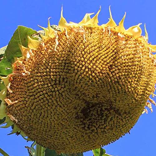 Flower Seeds For Planting Mongolian Giant Sunflower Seeds 7 Pcs Helianthus Annuus Non-Gmo Heirloom Flowers Seed Attract Pollinators Striking Showy Giant Sunflowers Seed #TOP17