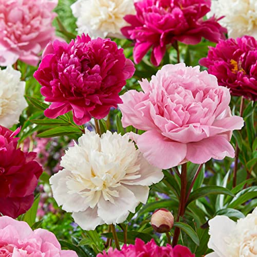 Garden State Bulb Pink and White Mix Peony Flower Bulbs Spring Planting (Bag of 6)