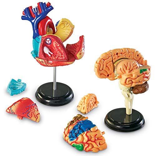 El mejor review de Juego anatomía al mejor precio. 6 Imagen adicional