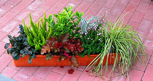 Balkonpflanzen Winterhart Test Gartenbau f r Jederman Balkonpflanzen Winterhart Test Gartenbau f r Jederman