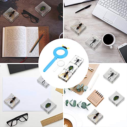 Toyvian Conjunto de Lupa de Amostra de Resina de Insetos 4 PeÃ§as Transparente VÃ¡rias Amostras de I