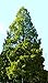 Produktbild Seedeo® Anzuchtset Urwelt-Mammutbaum (Metasequoia glyptostroboides) 200 Samen