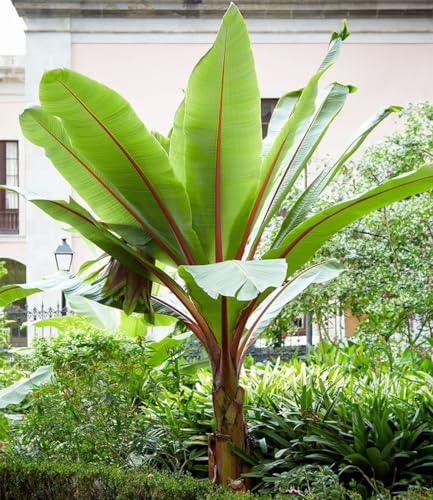 BALDUR Garten 1x Winterharte Bananen Pflanze 'rot', Pflanze im 12 cm-Topf, Musa Basjoo Red Bananenpflanze, Bananenbaum, mehrjährige und winterharte Staude, Bananen-Früchte essbar