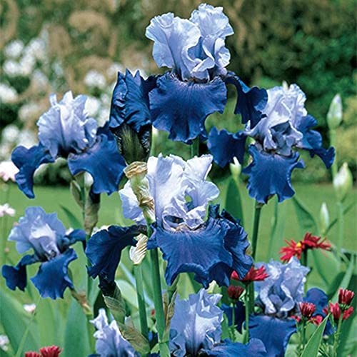 Deutsche Schwertlilie,Iris Zwiebeln,Exotisch,Hochwertige Zwiebeln sind einfach zu züchten,Seltene Pflanze,Iris Staude,Lilien Zwiebeln-2 Zwiebeln,2 Cover