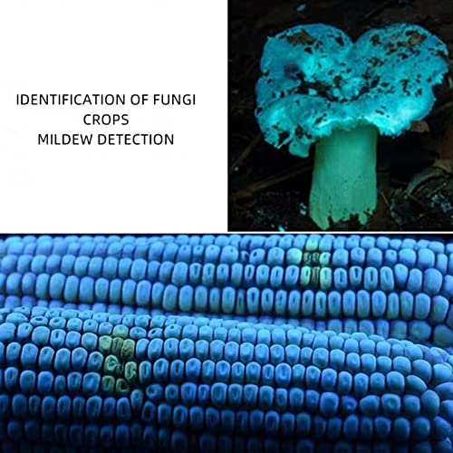 Torcia a Luce Nera, Torcia UV Ricaricabile 365nm