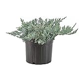 Shrub Rug Juniper, 1 Gallon, Silvery-Blue Foliage