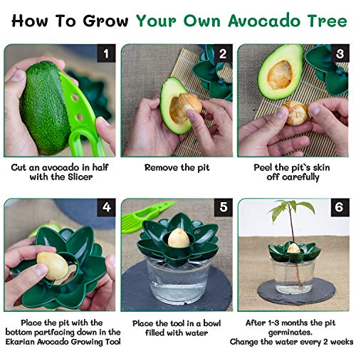EKARIAN Avocado Growing Tool | Geschenke für Frauen | Avocado Pflanzen | Geburtstagsgeschenk | Avocado züchten | Avocado Schneider | Avocadobaum Pflanzen | Ebook - Image 6