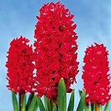 semillas jacinto plantar 🌸 Estas semillas rápido crecimiento, que son convenientes para que se desarrolle estas semillas en su jardín, casa y patio.