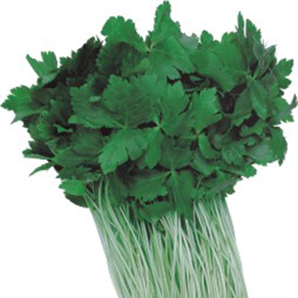 Kings Seeds Oriental Japanese Parsley Mitsuba 500 Seeds Buy Online In Guernsey At Guernsey Desertcart Com Productid Kings Seeds Oriental Japanese Parsley Mitsuba 500 Seeds Buy Online In Guernsey At Guernsey Desertcart Com Productid