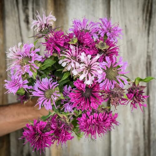500+ Bee Balm Flower Seeds Perennial Monarda Didyma Bee Balm Seeds Heirloom Seeds for Planting Non-GMO Seeds - Open-Pollinated 500+ Bee Balm Flower Seeds Perennial Monarda Didyma Bee Balm Seeds Heirloom Seeds for Planting Non-GMO Seeds - Open-Pollinated