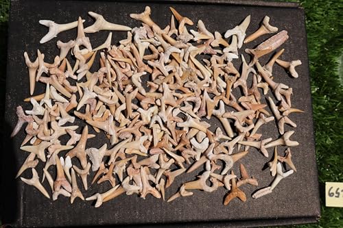 Image of Great Collection of Shark Teeth Fossil Shark Teeth Fossils for Kids Fossils from Morocco A259