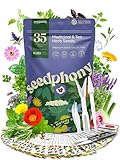 Seedphony 35 Medicinal & Tea Herb Seeds Variety Pack - 16,285+ Non-GMO Heirloom Herbs Seeds for Planting Indoor & Outdoor: Lavender, Rosemary, Echinacea, Mint, Catnip, Basil - Gardening Seed Packets