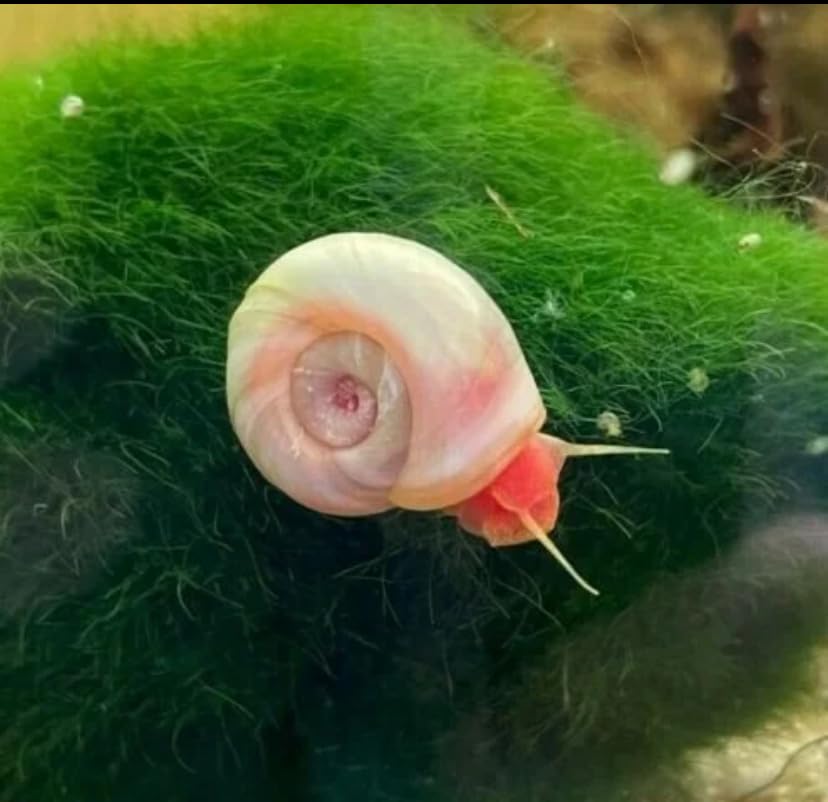 5 x Pink Pearl Ramshorn Snails Live Freshwater Aquarium