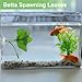 CAPASTEC Betta Fish Leaf, Natural Habitat Simulation for Betta Spawnings Grounds, Betta Spawnings Leaves, Resting Bed, Large Maple Small Leaves, Green