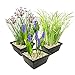 vdvelde.com - wasserpflanzen Set - M - - Kombi-Set- 12 Pflanzen- Platzierung: -1 bis -20 cm