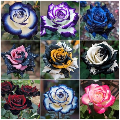 310 PCS Mixed Rose Flower Seeds – Multi-Color Heirloom Perennial Bush and Climbing Roses for...