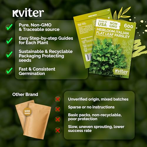 KVITER 600 Flat Leaf Italian Parsley Seeds (Petroselinum crispum) - Flavorful Classic Flat Leaf Parsley Seed Packets - Non GMO & Heirloom Seeds for Planting in Kitchen Herb Garden, Containers & Beds - Image 5