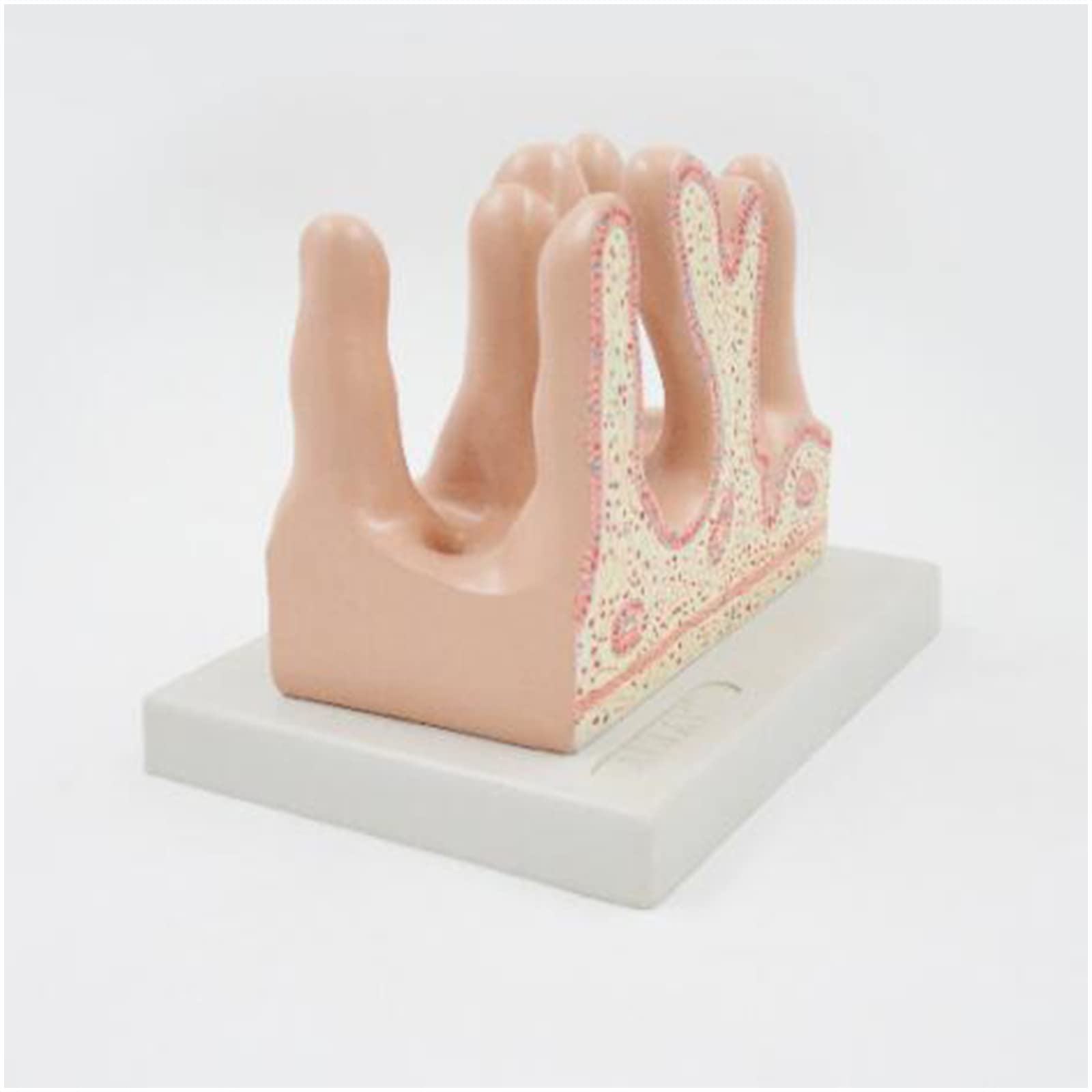 Modello ingrandito dei Villi intestinali Modello anatomico Tridimensionale Umano dei Villi intestinali dell'intestino Tenue Modello del Corpo Umano Organi Anatomia, predefinito