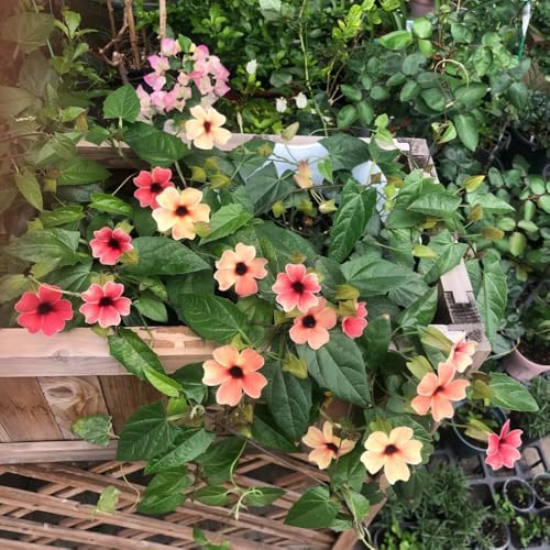 semillas de la Susana de ojos negros, semillas silvestres balcón decoración exterior variedades 400pcs