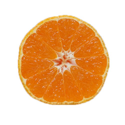 Amazon | 蜜柑(ミカン)の苗木 日南の姫（ひなのひめ） 接木1年生苗 | 果物