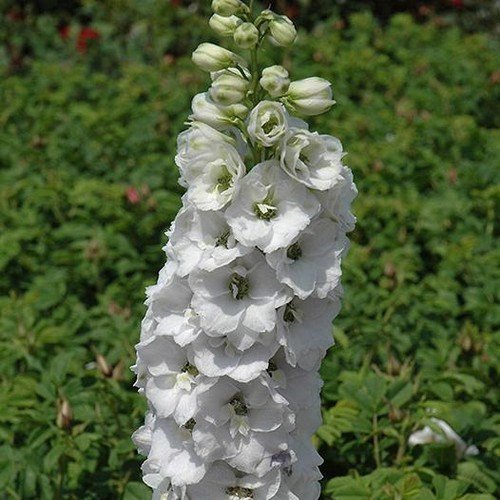 50 Semi - Delphinium/Larkspur- bianco Re
