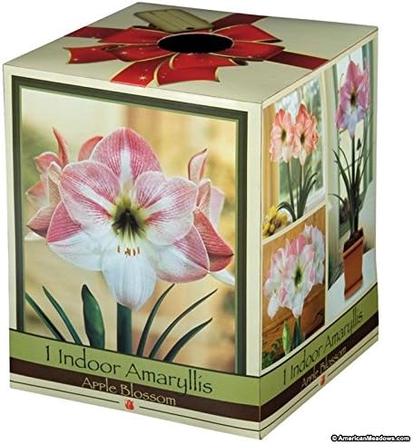 Amaryllis Flor de Manzana - 1 Bombilla