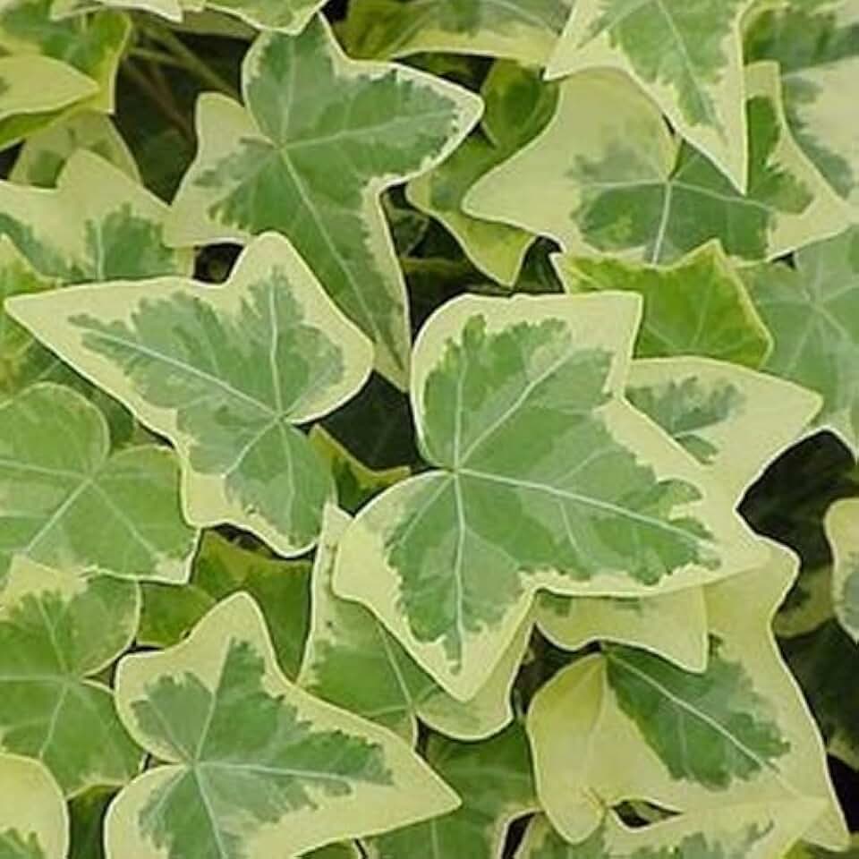 Amazon.co.uk Ivy Plant