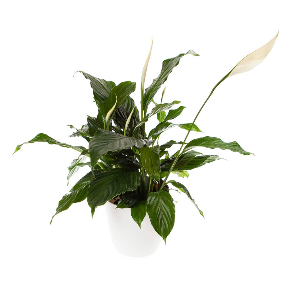 You Garden Spathiphyllum 'Peace Lily' With White Pot
