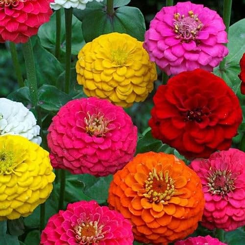 Plant World Seeds - Zinnia Elegans Lilliput Mix Seeds (Annual Flower Seeds)