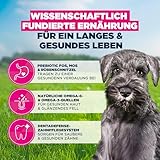 Eukanuba Welpenfutter mit frischem Huhn für kleine Rassen, Premium Trockenfutter für Junior Hunde, 3 kg