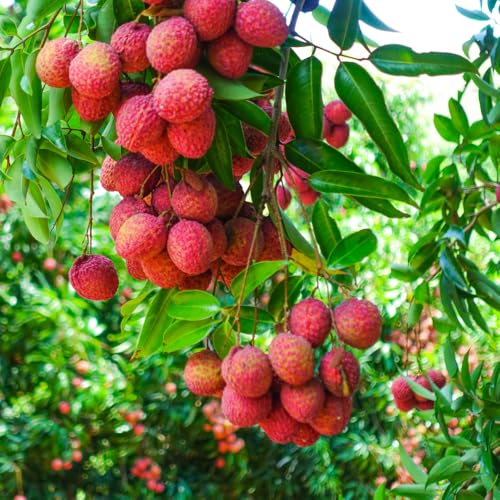 Lychee Fruit Tree, Litchi Plant Live 2 to 3 Feet Tall Well Rooted, Outdoor Planting, No Ship to CA