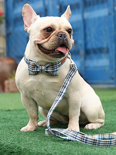 lionet paws Hundeleine Baumwolle Hund Leine für kleine mittelgroße große Hunde, 150cm