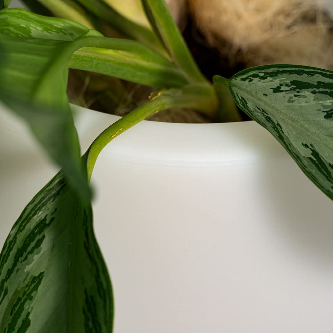 Danieli Lampada Vaso Luminoso da Giardino ROSE a LED | In resina anti-ingiallimento | Luce bianco freddo 5000 k| Led IP67 | Made in Italy | Trasformatore IP20 da 1,1 mt | cm 32X42| kg 2