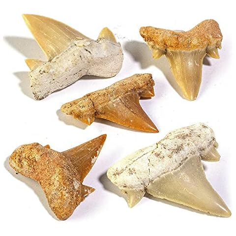 KALIFANO Mini Shark Teeth Fossils Cover