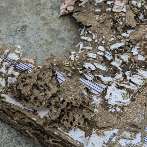 The Ultimate Guide to Preventing Drywood Termites