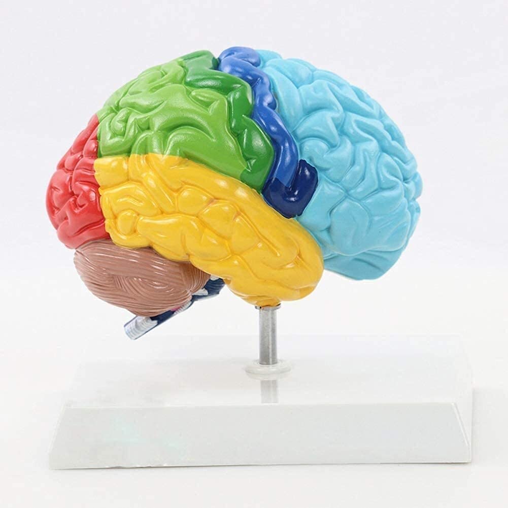 Modello Umano, metà Destra del Blocco del Cervello Umano Anatomia della Testa Adulta per Laboratorio Scientifico 1: 1 Ausili Didattici A Grandezza Naturale