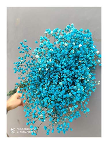 Fleurs séchées Fleurs séchées Conservé frais naturel Gypsophila paniculata, gypsophile Fleur bouquets cadeau for Décoration Mariage, Maison Decorecor ( Couleur : Light Blue , Taille : 40 55cm (80g) )