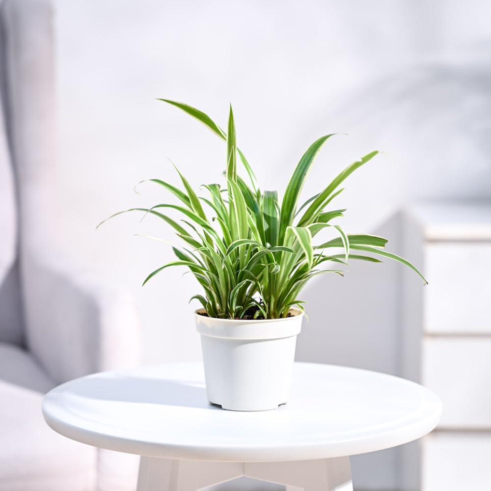 UGAOO Spider Live Plant With Grow Pot (B0CD5W32VX) Amazon Price History, Amazon Price Tracker