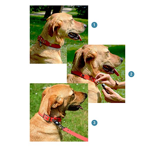 PetTec Anlein-Klick-System | Magnetverschluss für Hundeleine & Hundehalsband zum schnellen An- und Ableinen | Magnetleine Hund Anleinfix | Magnet Klicksystem fix rostfrei